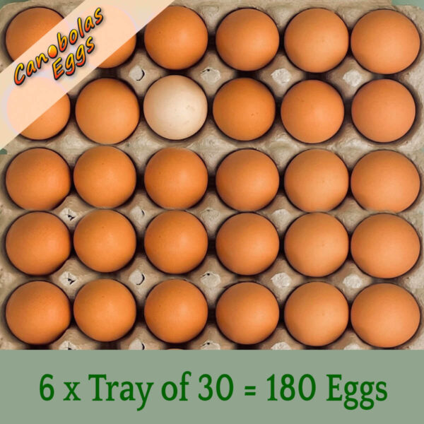 Canobolas Free Range Eggs 10kg - Home Delivery Sydney