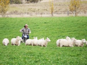 Grass Fed Finished Lamb - Country Meats Direct - Home Delivery Sydney