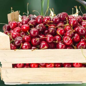 Premium kg Box of Cherries Christmas home delivery